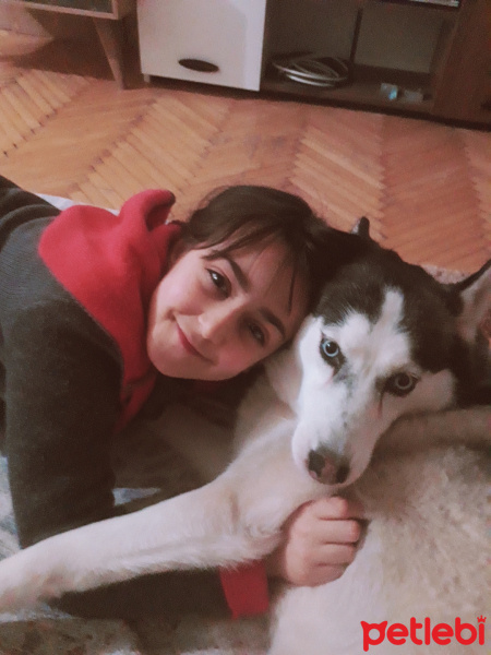 Sibirya Kurdu (Husky), Köpek  Mia fotoğrafı