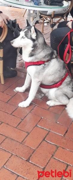 Sibirya Kurdu (Husky), Köpek  Mia fotoğrafı