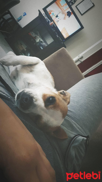Jack Russell Terrier, Köpek  Cafcuf fotoğrafı