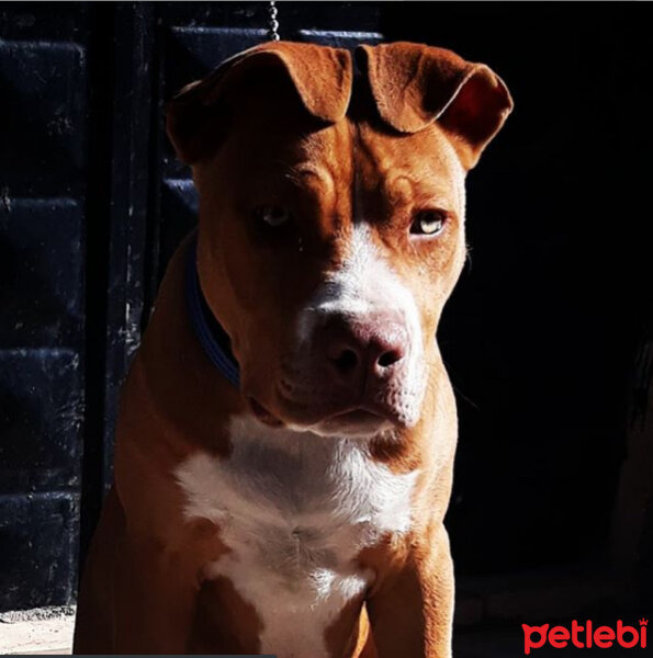 Amerikan Pitbull Terrier, Köpek  Baron fotoğrafı