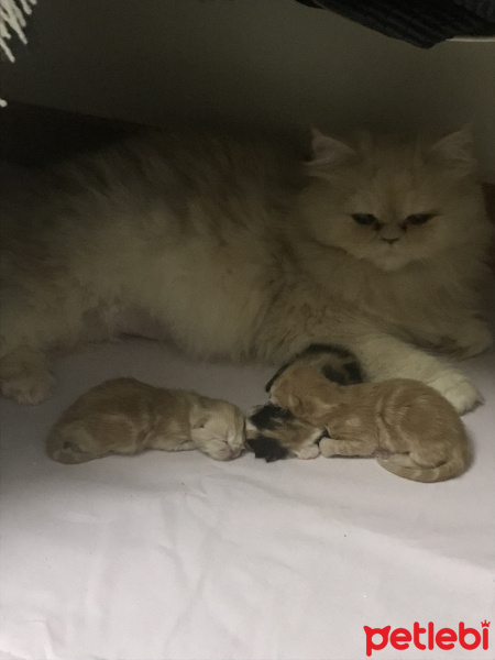 İran Kedisi (Persian), Kedi  Boncuk fotoğrafı