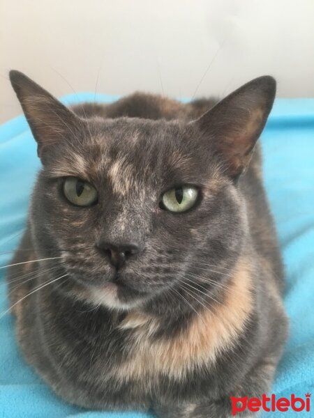 British Shorthair, Kedi  zilli fotoğrafı