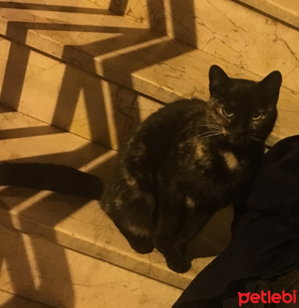 Sarman, Kedi  Bihter fotoğrafı