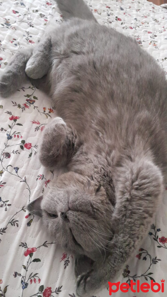 British Shorthair, Kedi  Lokum fotoğrafı