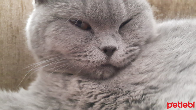 British Shorthair, Kedi  Lokum fotoğrafı