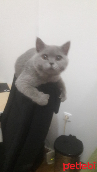 British Shorthair, Kedi  Lokum fotoğrafı