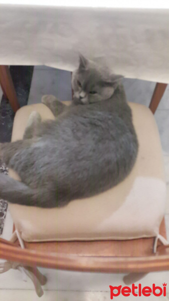 British Shorthair, Kedi  Lokum fotoğrafı