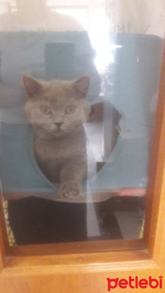 British Shorthair, Kedi  Lokum fotoğrafı