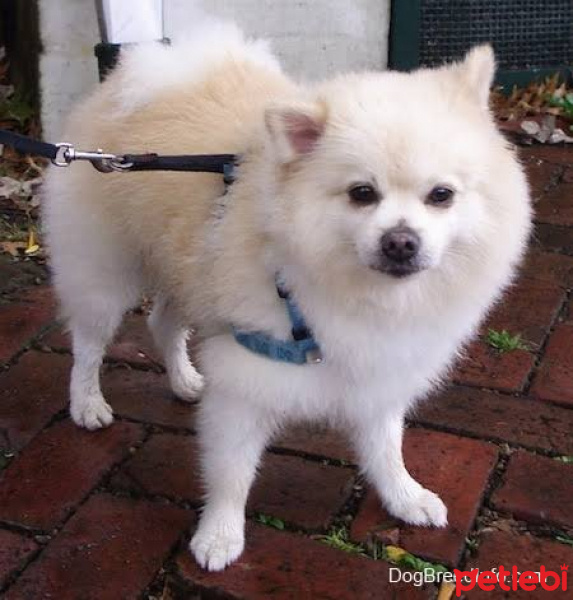 Pomeranyalı, Köpek  Odin fotoğrafı