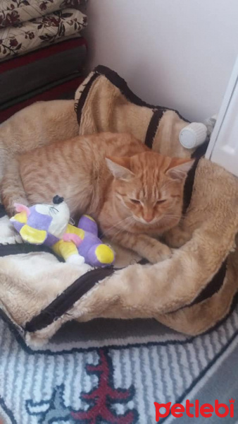 Tekir Kedi, Kedi  Sarışın fotoğrafı