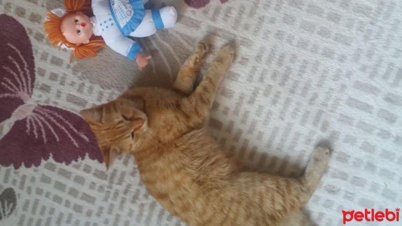 Tekir Kedi, Kedi  Sarışın fotoğrafı