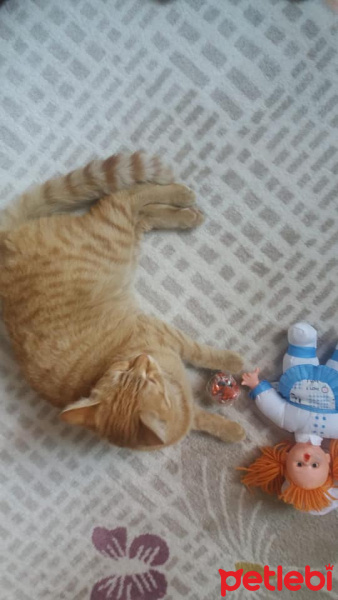Tekir Kedi, Kedi  Sarışın fotoğrafı