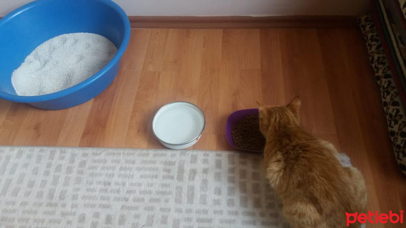 Tekir Kedi, Kedi  Sarışın fotoğrafı