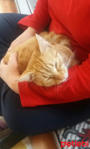 Tekir Kedi, Kedi  Sarışın fotoğrafı