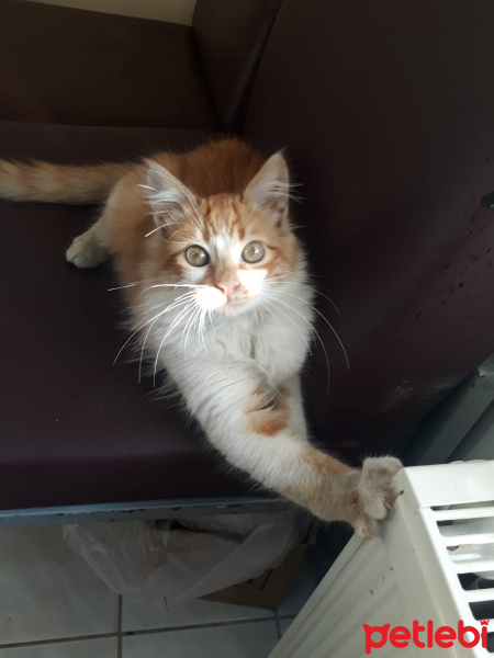 Sarman, Kedi  Sahiplenenin hakkı fotoğrafı