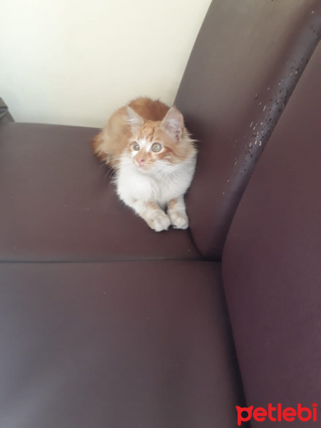 Sarman, Kedi  Sahiplenenin hakkı fotoğrafı