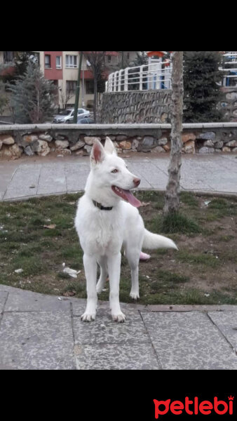 Sibirya Kurdu (Husky), Köpek  Lucky fotoğrafı