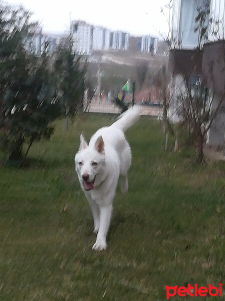 Sibirya Kurdu (Husky), Köpek  Lucky fotoğrafı