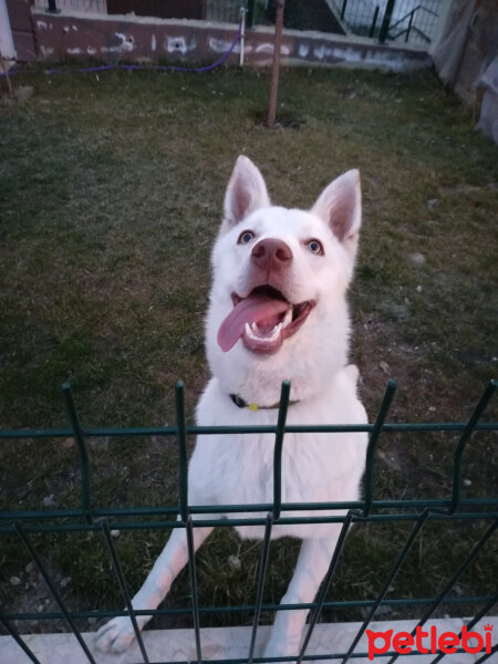 Sibirya Kurdu (Husky), Köpek  Lucky fotoğrafı