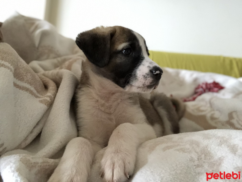 Sokö (Sokak Köpeği), Köpek  Mina fotoğrafı