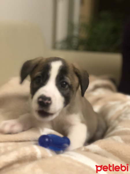 Sokö (Sokak Köpeği), Köpek  Mina fotoğrafı