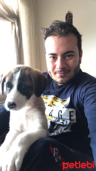 Sokö (Sokak Köpeği), Köpek  Mina fotoğrafı