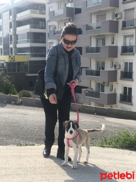 Sokö (Sokak Köpeği), Köpek  Mina fotoğrafı