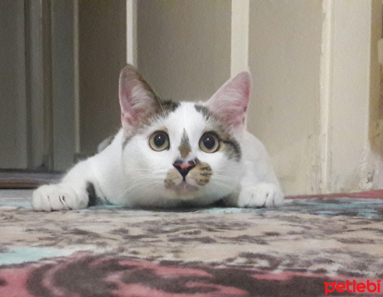 Tekir Kedi, Kedi  Şila fotoğrafı