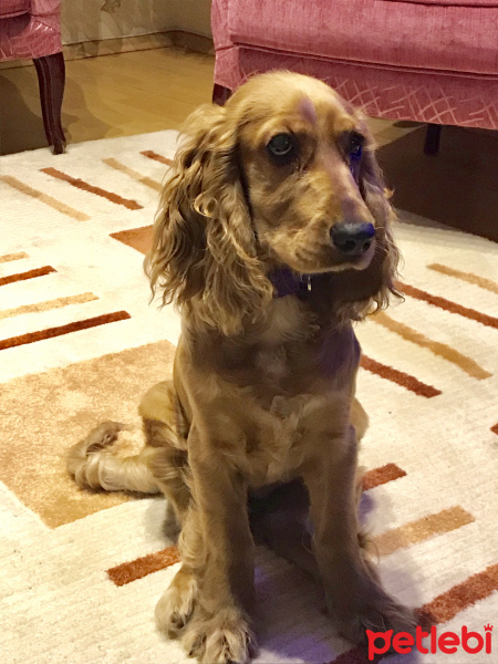İngiliz Cocker Spaniel, Köpek  Latte fotoğrafı