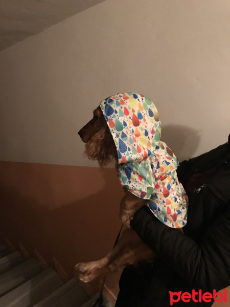 İngiliz Cocker Spaniel, Köpek  Latte fotoğrafı