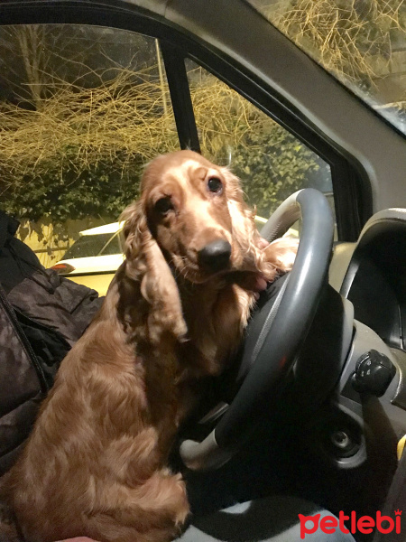 İngiliz Cocker Spaniel, Köpek  Latte fotoğrafı