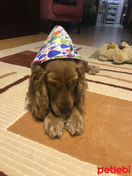 İngiliz Cocker Spaniel, Köpek  Latte fotoğrafı