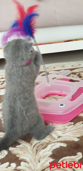 Scottish Fold, Kedi  Prenses fotoğrafı