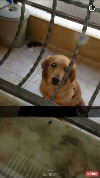 Golden Retriever, Köpek  Nazar fotoğrafı