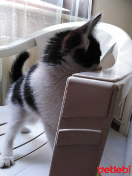 Sarman, Kedi  Mia fotoğrafı