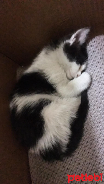 Sarman, Kedi  Mia fotoğrafı
