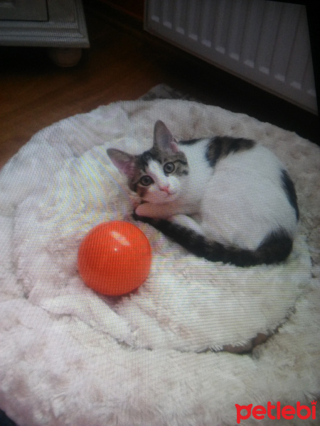Tekir Kedi, Kedi  Gölge fotoğrafı