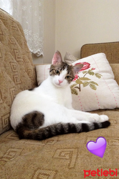 Tekir Kedi, Kedi  Gölge fotoğrafı