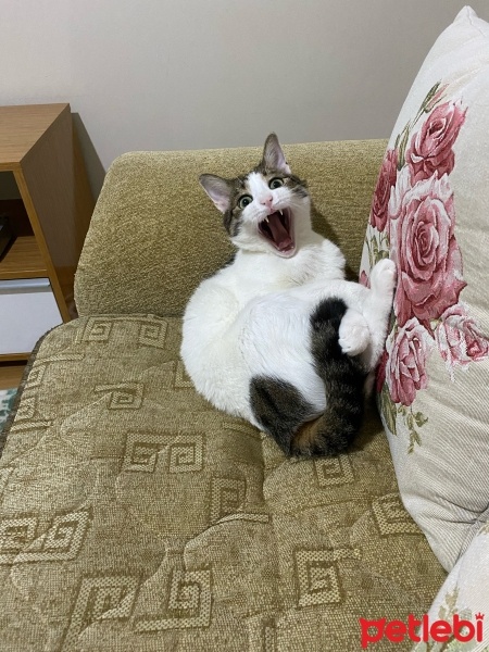 Tekir Kedi, Kedi  Gölge fotoğrafı