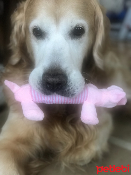Golden Retriever, Köpek  Luca fotoğrafı