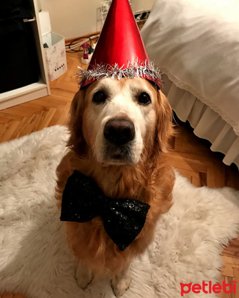 Golden Retriever, Köpek  Luca fotoğrafı