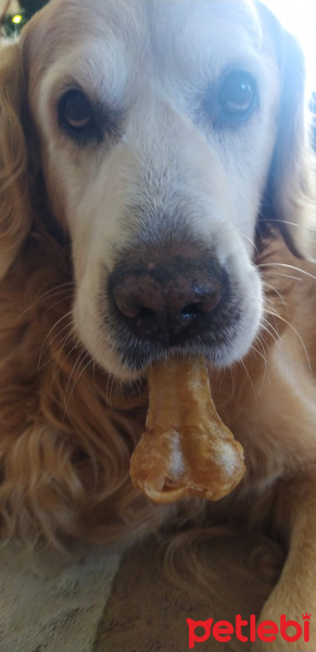 Golden Retriever, Köpek  Luca fotoğrafı