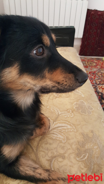 Doberman Pinscher, Köpek  Benji fotoğrafı