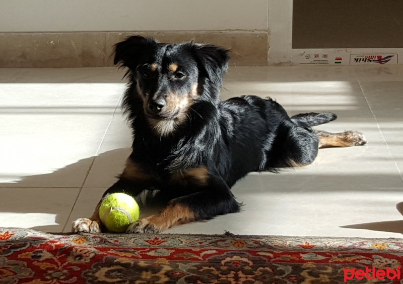 Doberman Pinscher, Köpek  Benji fotoğrafı
