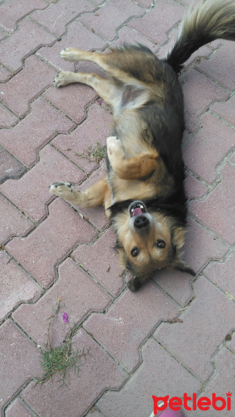 Alman Çoban Köpeği, Köpek  Oluş fotoğrafı