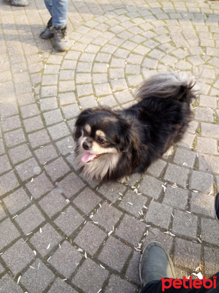 Pekingese, Köpek  Rıfkı fotoğrafı