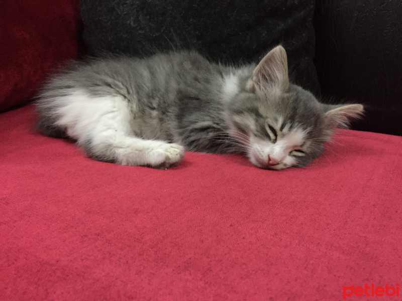 Tekir Kedi, Kedi  Dobby fotoğrafı