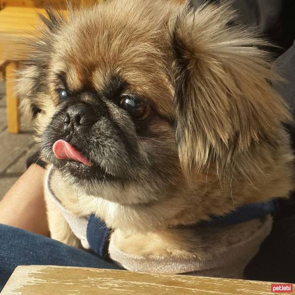 Pekingese, Köpek  anuş fotoğrafı