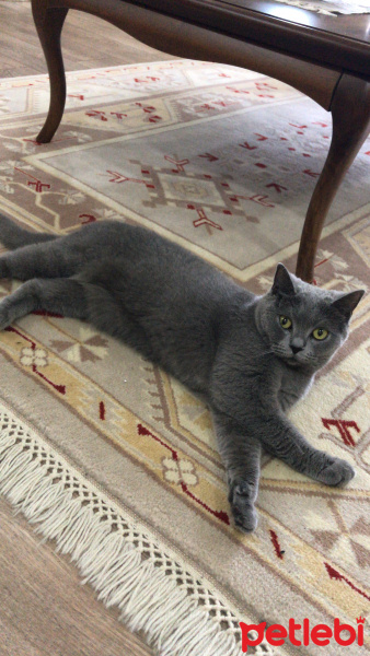 British Shorthair, Kedi  Paris fotoğrafı