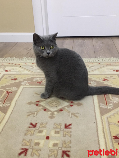 British Shorthair, Kedi  Paris fotoğrafı